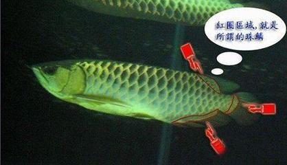 金龍魚麟片值錢嗎：金龍魚鱗片值錢嗎 龍魚百科 第1張