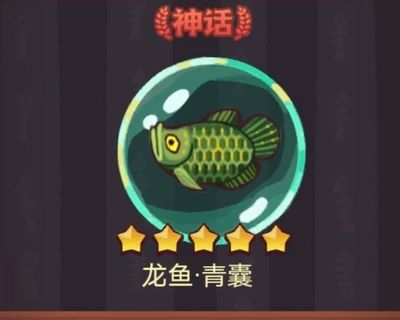 新手龍魚怎么樣才能到品質(zhì)好：新手如何挑選龍魚 龍魚百科 第2張