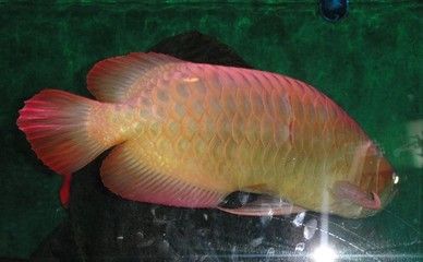 b過金龍魚多少錢：b級過背金龍魚價格大致在1500-2000元之間