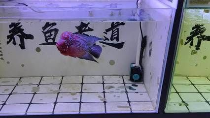 新龍魚入缸需要加鹽嗎為什么：新龍魚入缸需要加鹽嗎 龍魚百科 第2張