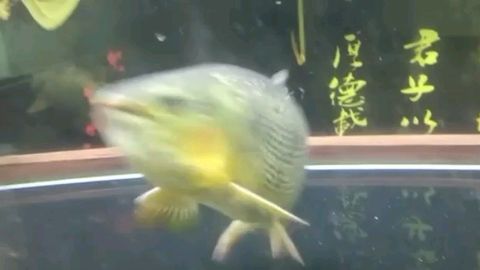 黃金河虎和黃金猛魚哪個(gè)適合龍魚：黃金河虎和黃金猛魚哪個(gè)適合龍魚哪個(gè)適合龍魚哪個(gè)