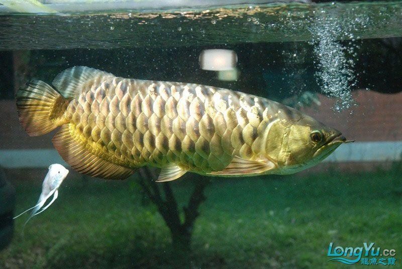 金龍魚多大開始用燈照：金龍魚在幼苗階段就開始使用燈光的主要目的是為了促進(jìn)金龍魚發(fā)色 龍魚百科 第3張