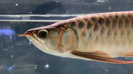 紅龍魚(yú)魚(yú)鰓外翻是什么事：紅龍魚(yú)魚(yú)鰓外翻是什么事紅龍魚(yú)魚(yú)鰓外翻是什么事 龍魚(yú)百科 第2張