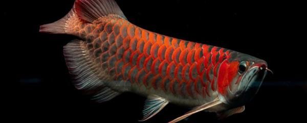 紅龍魚(yú)魚(yú)鰓外翻是什么事：紅龍魚(yú)魚(yú)鰓外翻是什么事紅龍魚(yú)魚(yú)鰓外翻是什么事 龍魚(yú)百科 第1張