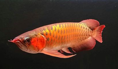 龍魚品質(zhì)排行：龍魚品質(zhì)排行列表對于龍魚品質(zhì)的排行 龍魚百科 第1張