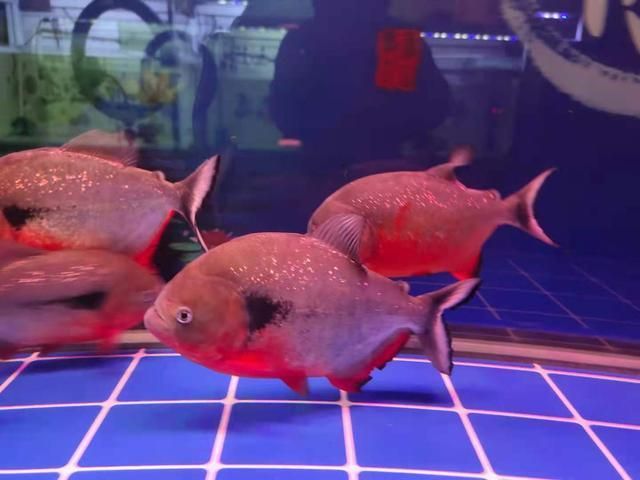 龍魚倒缸后不吃食怎么辦：如何處理龍魚倒缸后不吃食的問題 龍魚百科 第2張