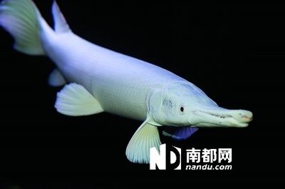 白化火箭魚(yú)和龍魚(yú)能不能混養(yǎng)：白化火箭魚(yú)和龍魚(yú)可以混養(yǎng)嗎？ 龍魚(yú)百科 第1張