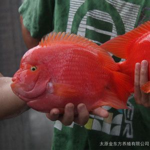 金龍魚苗好養(yǎng)嗎？：金龍魚苗在飼養(yǎng)條件下是比較好養(yǎng)的