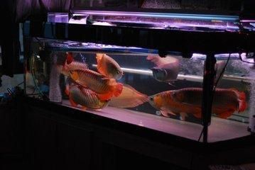 龍魚活食怎么保存不會壞：龍魚活食保存方法 龍魚百科 第3張