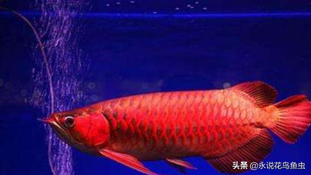 紅龍魚(yú)品種大?。杭t龍魚(yú)品種和大小