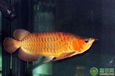 金龍魚(yú)為什么尾巴越來(lái)越紅了：為什么金龍魚(yú)尾巴越來(lái)越紅了