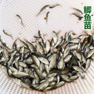 龍魚喂魚苗要經(jīng)過處理嗎？：喂食龍魚魚苗需要經(jīng)過消毒、喂食、調(diào)整水溫和飼養(yǎng) 龍魚百科 第3張