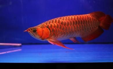 紅龍魚幼魚用什么背景飼養(yǎng)好？：紅龍魚幼魚用什么背景飼養(yǎng)好