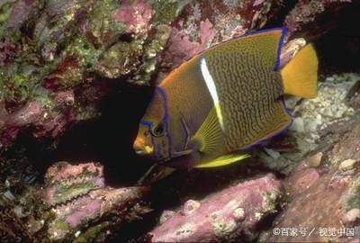 三角龍魚長(zhǎng)什么樣子：三角龍魚是一種虛構(gòu)的生物，它并不是真實(shí)存在的動(dòng)物 龍魚百科 第2張