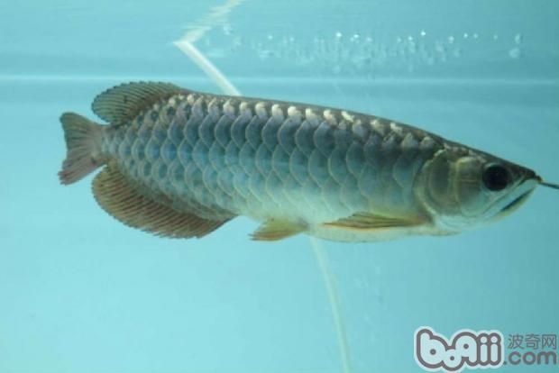 龍魚(yú)狀態(tài)好,不吃食怎么回事兒：龍魚(yú)狀態(tài)好但不吃食