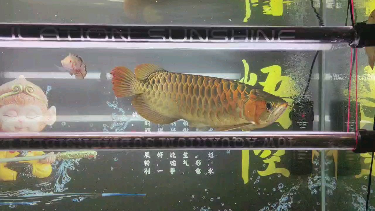 三年十月：五一快樂，祥瑞九天 觀賞魚論壇 第1張