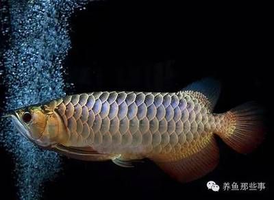 龍魚怎么過水才能活起來：龍魚怎么過水 龍魚百科 第2張