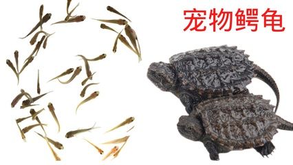 龍魚喂小魚仔有營養(yǎng)嗎：龍魚喂小魚仔是否具有營養(yǎng) 龍魚百科