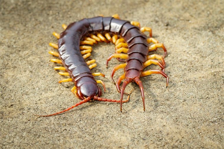 喂蜈蚣給龍魚吃要死的還是活的：喂蜈蚣給龍魚吃是活的還是死的 龍魚百科 第3張