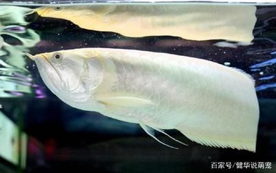 養(yǎng)銀龍魚寓意著什么：養(yǎng)銀龍魚有什么寓意？ 龍魚百科 第3張