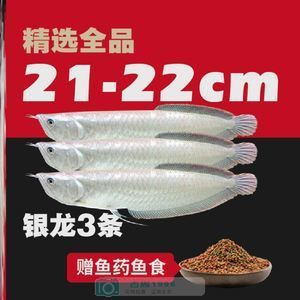 印尼紅龍魚吃什么食物長得快又好養(yǎng)：印尼紅龍魚吃什么食物長得快又好養(yǎng)印尼紅龍魚吃什么食物長得快又好養(yǎng) 龍魚百科 第1張