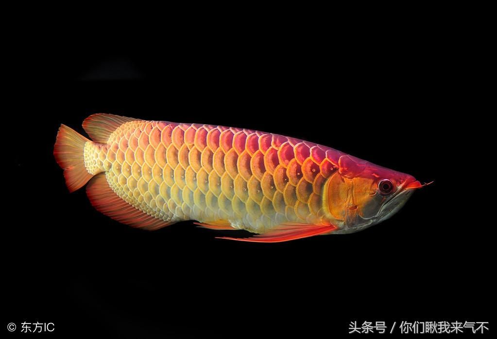 25厘米金龍魚喂多少食物 龍魚百科 第2張