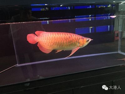 紅龍配魚中層觀賞魚有哪些：紅龍配魚中層觀賞魚 龍魚百科 第3張