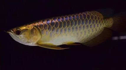 龍魚突然不進(jìn)食：當(dāng)龍魚突然不進(jìn)食時(shí)，飼養(yǎng)者應(yīng)注意食物的多樣性 龍魚百科 第2張