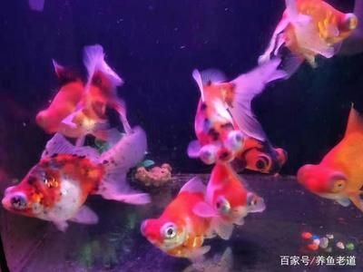 喂龍魚的草金如何消毒：喂龍魚的草金如何消毒喂龍魚的草金如何消毒 龍魚百科 第1張