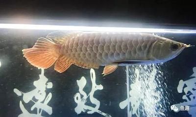 龍魚(yú)下尾鰭斷了一截還有一部分連著：龍魚(yú)下尾鰭斷裂后是否能恢復(fù)，以及恢復(fù)的過(guò)程和注意事項(xiàng) 龍魚(yú)百科 第1張