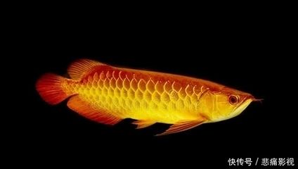 龍魚瘋狂撞缸體內(nèi)寄生蟲：龍魚撞缸與體內(nèi)寄生蟲有一定的關(guān)聯(lián)，龍魚撞缸與體內(nèi)寄生蟲有關(guān) 龍魚百科 第2張