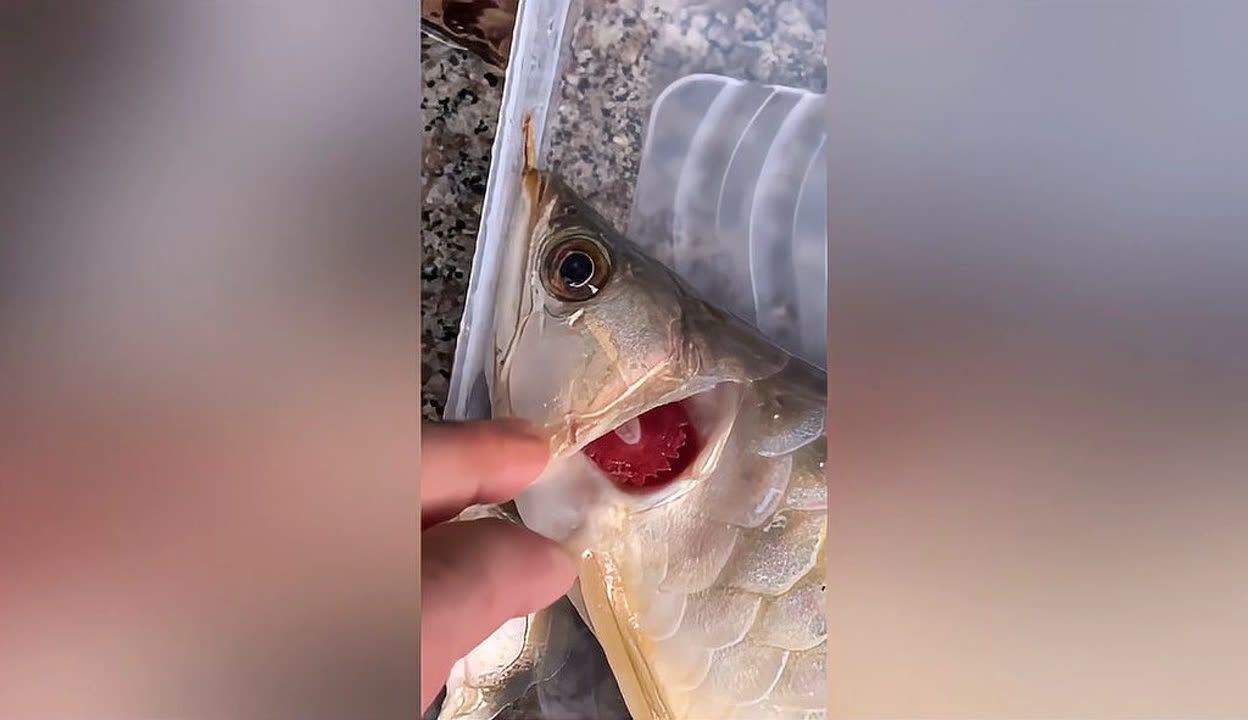 龍魚張嘴頻繁然后死了：龍魚為什么頻繁張嘴 龍魚百科 第2張