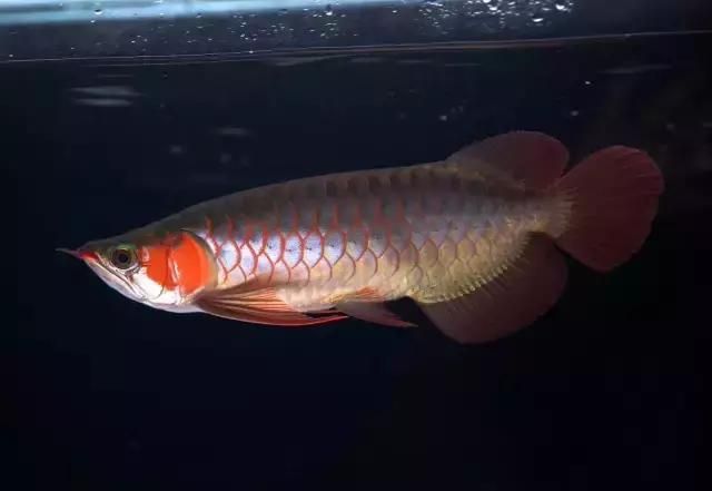 龍魚(yú)兜嘴怎么治療貼吧：治療龍魚(yú)兜嘴的方法 龍魚(yú)百科 第2張