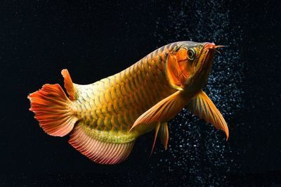 龍魚(yú)24度要開(kāi)加熱棒嗎：銀龍魚(yú)的最佳生存溫度為24~28度 龍魚(yú)百科 第2張