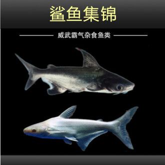 虎頭鯊吃龍魚：虎頭鯊吃小魚嗎？ 龍魚百科 第2張