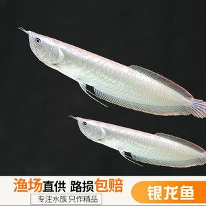 龍魚咬配魚吧腮蓋撐起來了：龍魚咬配魚會導(dǎo)致配魚的健康問題 龍魚百科