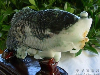 飯店招財(cái)金龍魚嘴朝哪面：飯店招財(cái)金龍魚嘴朝哪面的一些基本指導(dǎo)原則