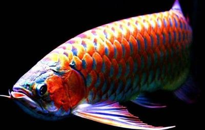 金龍魚(yú)怎樣分公母：金龍魚(yú)的性別鑒別