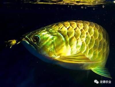 龍魚(yú)怎么處理：當(dāng)龍魚(yú)死亡時(shí)，有幾種處理方式可以選擇，可以選擇龍利魚(yú)