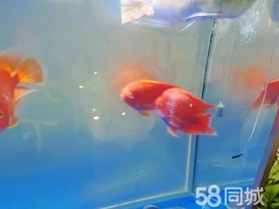 龍魚(yú)和招財(cái)貓的區(qū)別在哪：龍魚(yú)和招財(cái)貓?jiān)谧匀唤缰械纳鷳B(tài)角色和習(xí)性有所不同 龍魚(yú)百科 第1張