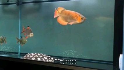 紅龍魚不愛游動怎么回事：紅龍魚不愛游動可能由以下幾個原因引起：紅龍魚不愛游動