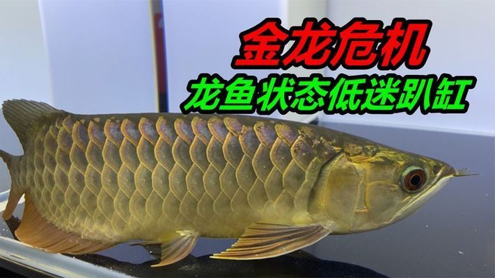 金龍魚怕冷嗎還是怕熱：金龍魚怕冷還是怕熱 龍魚百科 第1張