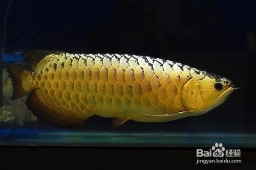 金龍魚怕冷嗎還是怕熱：金龍魚怕冷還是怕熱 龍魚百科 第3張