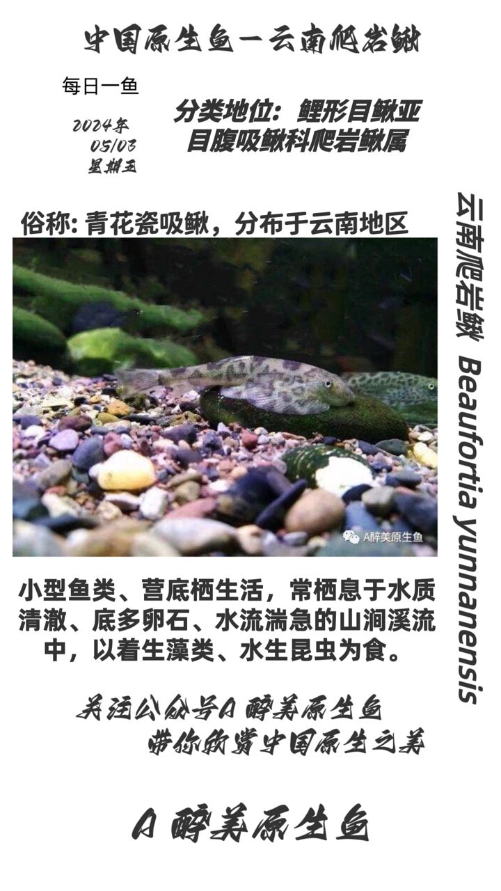 云南爬巖鰍：云南云南云南 觀賞魚論壇