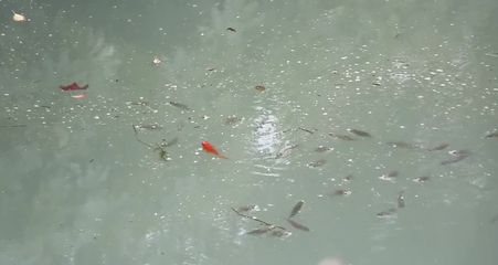 冬天龍魚水溫多少合適養(yǎng)蝦苗：龍魚水溫多少合適 龍魚百科 第2張