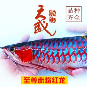 布都赤焰龍魚：布都赤焰龍魚在全球范圍內(nèi)都有分布但具體到“布都”