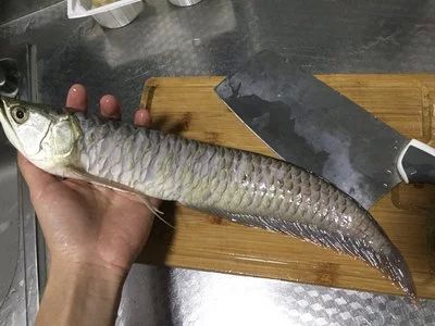 龍魚(yú)肚子朝上怎么辦：龍魚(yú)肚子朝上是一種常見(jiàn)的健康問(wèn)題，可能由多種因素引起 龍魚(yú)百科 第3張