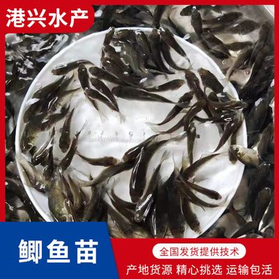 龍魚喂鯽魚苗好嗎：龍魚可以喂鯽魚苗嗎？