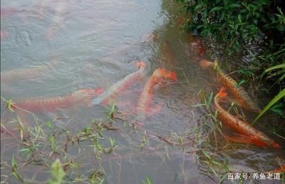 綠水對(duì)龍魚(yú)影響有多大了：綠水對(duì)龍魚(yú)的影響 龍魚(yú)百科 第1張