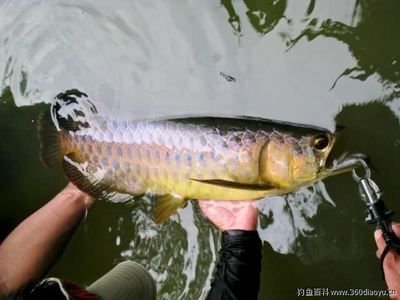 綠水對(duì)龍魚(yú)影響有多大了：綠水對(duì)龍魚(yú)的影響 龍魚(yú)百科 第3張